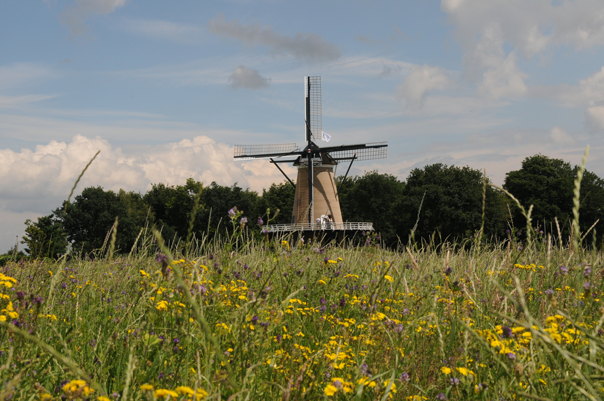 Korenmolen De Windhond - Video